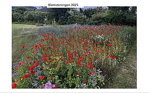 Blomsterengen